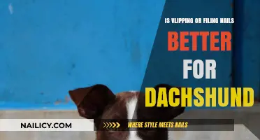 Clipping vs. Filing: Best Nail Care for Your Dachshund's Paws
