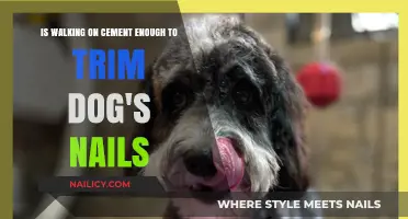 Walking on Concrete: Effective Nail Trimming for Dogs?