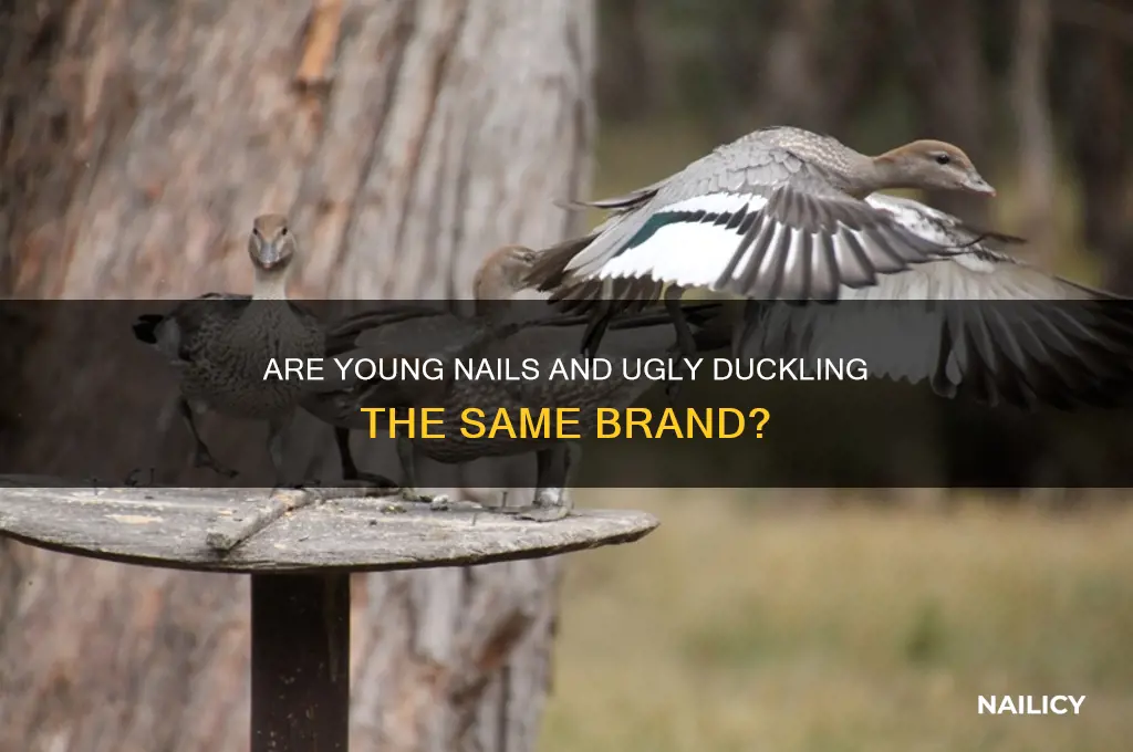 is young nails and ugly duckling the same
