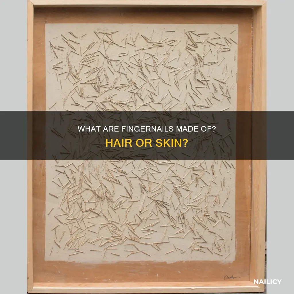 is your finger nails made of hair