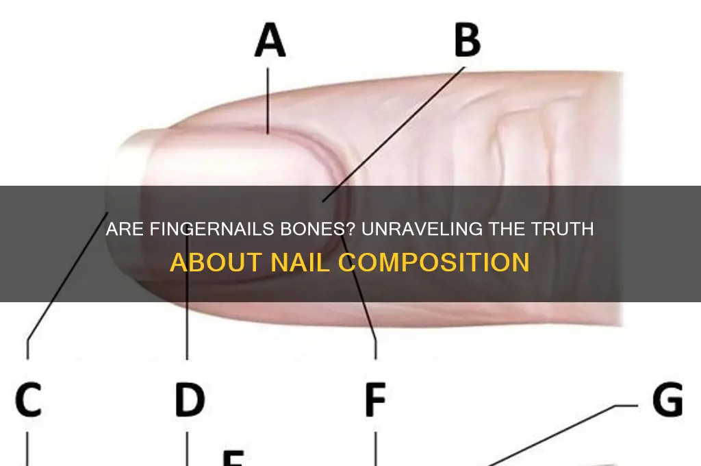 is your fingernail a bone