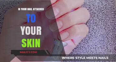 Are Your Nails Attached to Your Skin? Understanding the Connection