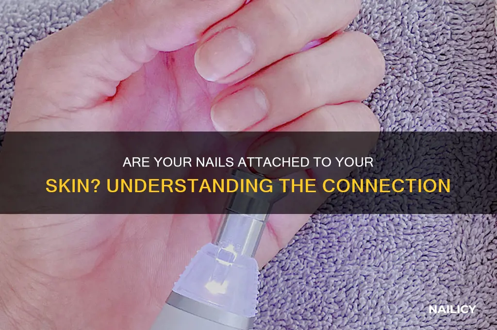 is your nail attached to your skin