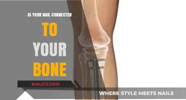 Are Your Nails Connected to Bones? Unraveling the Anatomy Myth