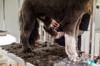 nail trim