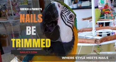 Trimming Parrot Nails: When and How to Do It Right