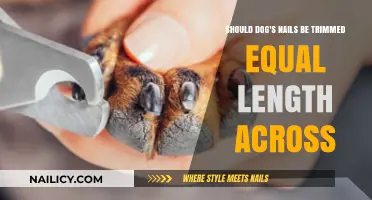 Trimming Dog Nails: Equal Length or Not?