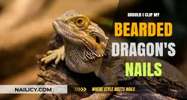 Should You Clip Your Bearded Dragon's Nails? A Care Guide