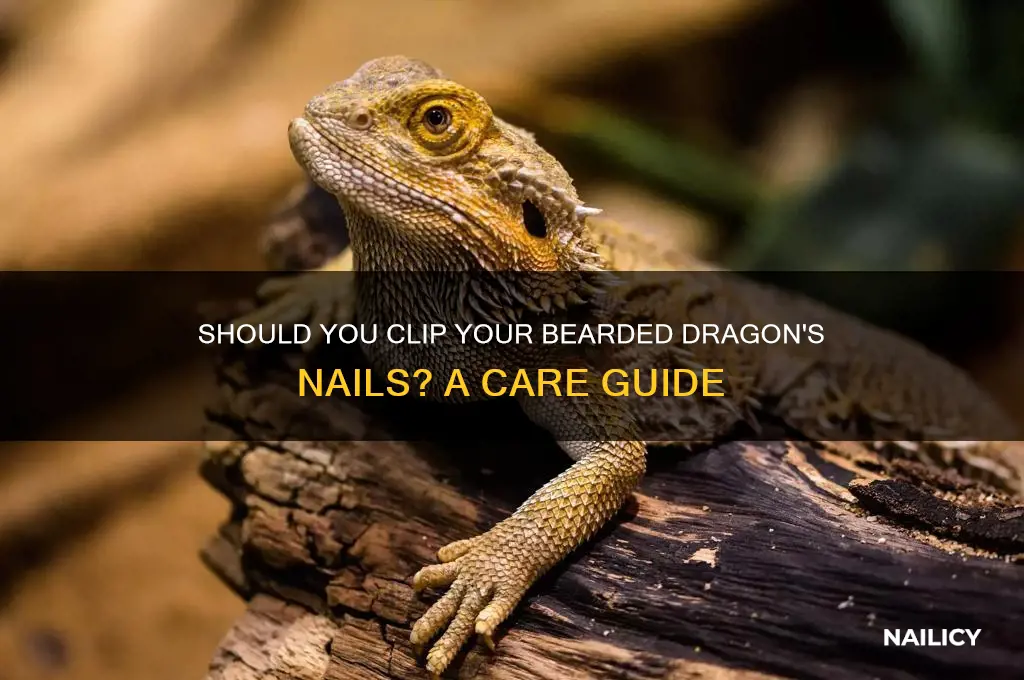should i clip my bearded dragon