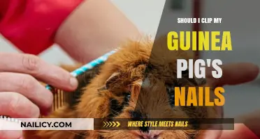 Guinea Pig Nail Care: To Clip or Not to Clip?