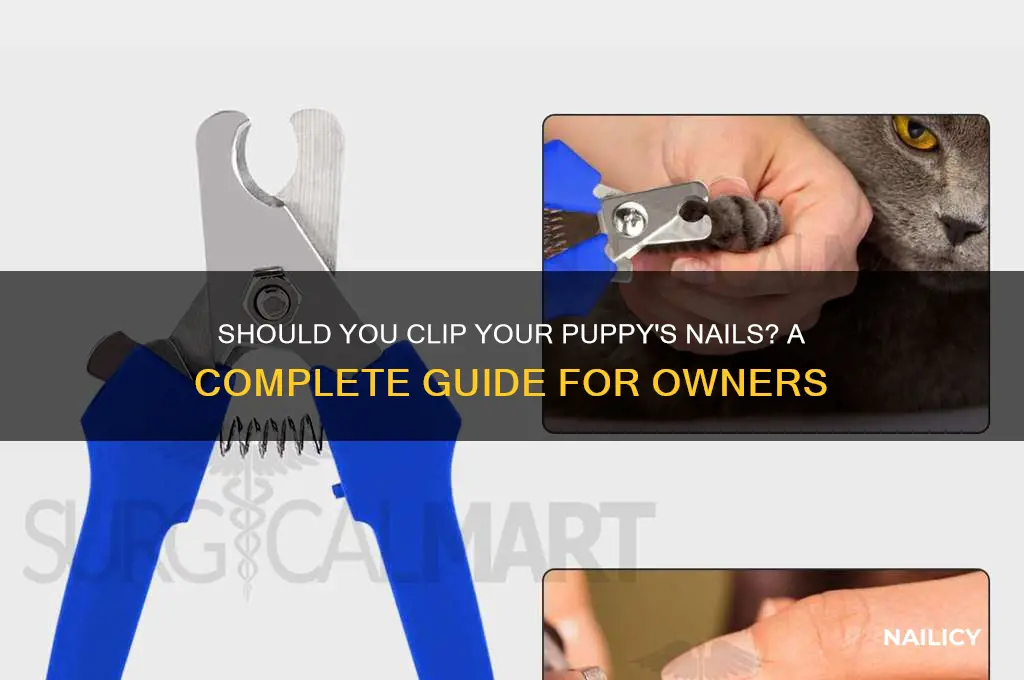 should i clip my puppy