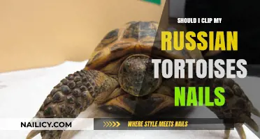 Should You Clip Your Russian Tortoise's Nails? Expert Tips and Advice