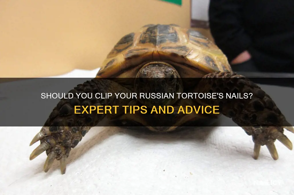 should i clip my russian tortoises nails