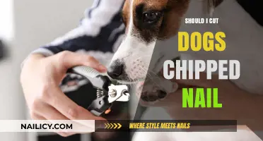 How to Care for Your Dog's Nails at Home