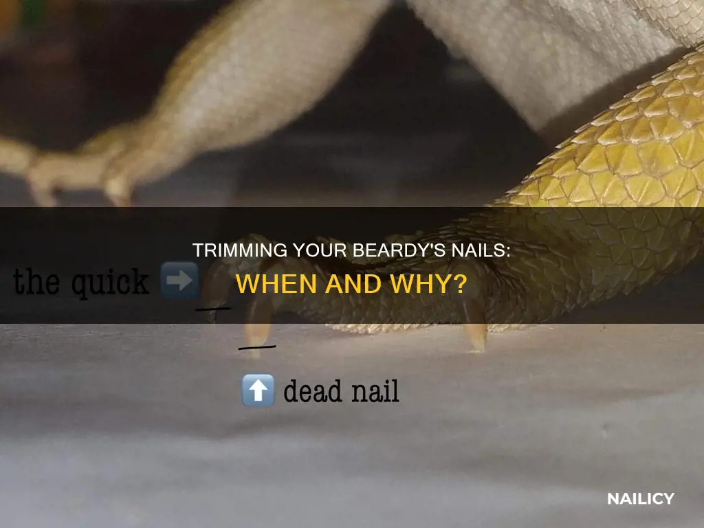 should i cut my beardies nails