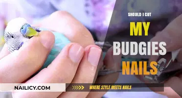 Trimming Your Budgie's Nails: When and Why