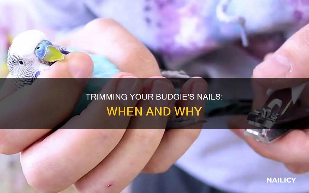 should i cut my budgies nails