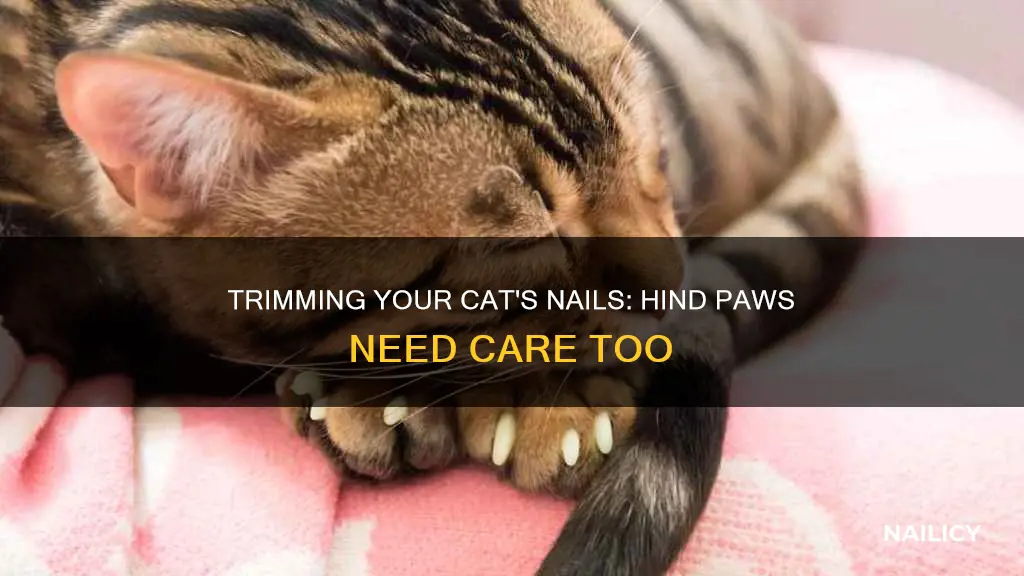should i cut my cat