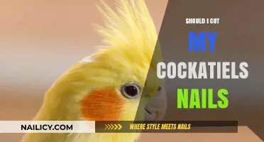 Cockatiel Claw Clipping: When and Why You Should Do It