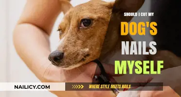 Dog Nail Clipping: DIY or Vet Visit?