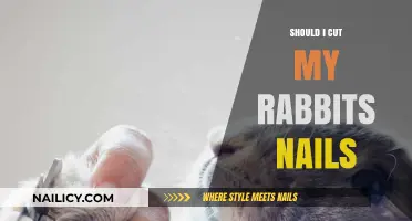 How Often to Trim Your Rabbit's Nails?