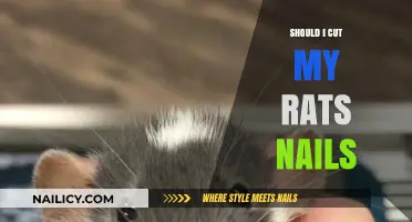 How Often to Trim Your Rat's Nails?