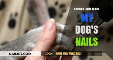Trimming Your Dog's Nails: DIY or Pro?