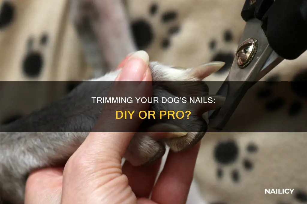 should i learn to cut my dog