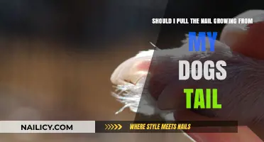 How to Handle Your Dog's Ouchie Tail Nail
