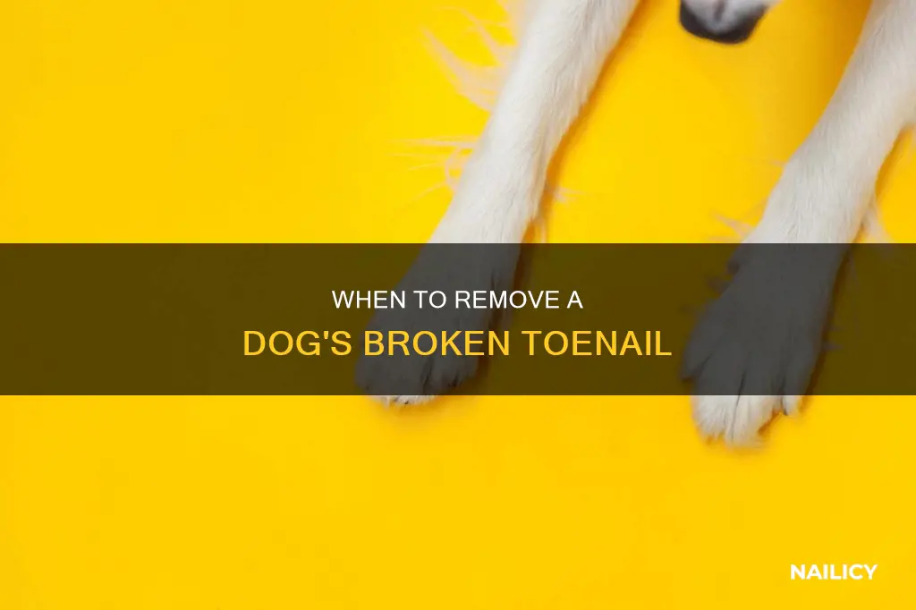 should i remove my dog broke toe nail