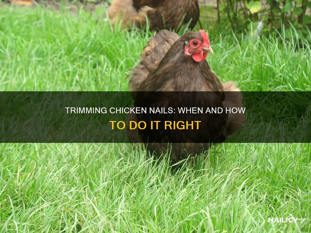 should i trim chicken nails
