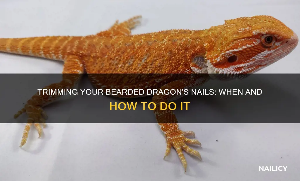 should i trim my bearded dragons nails