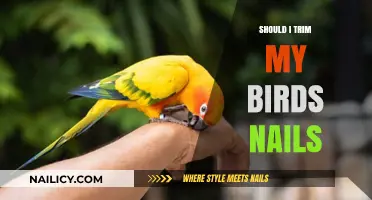 Trimming Your Bird's Nails: When and Why You Should Do It
