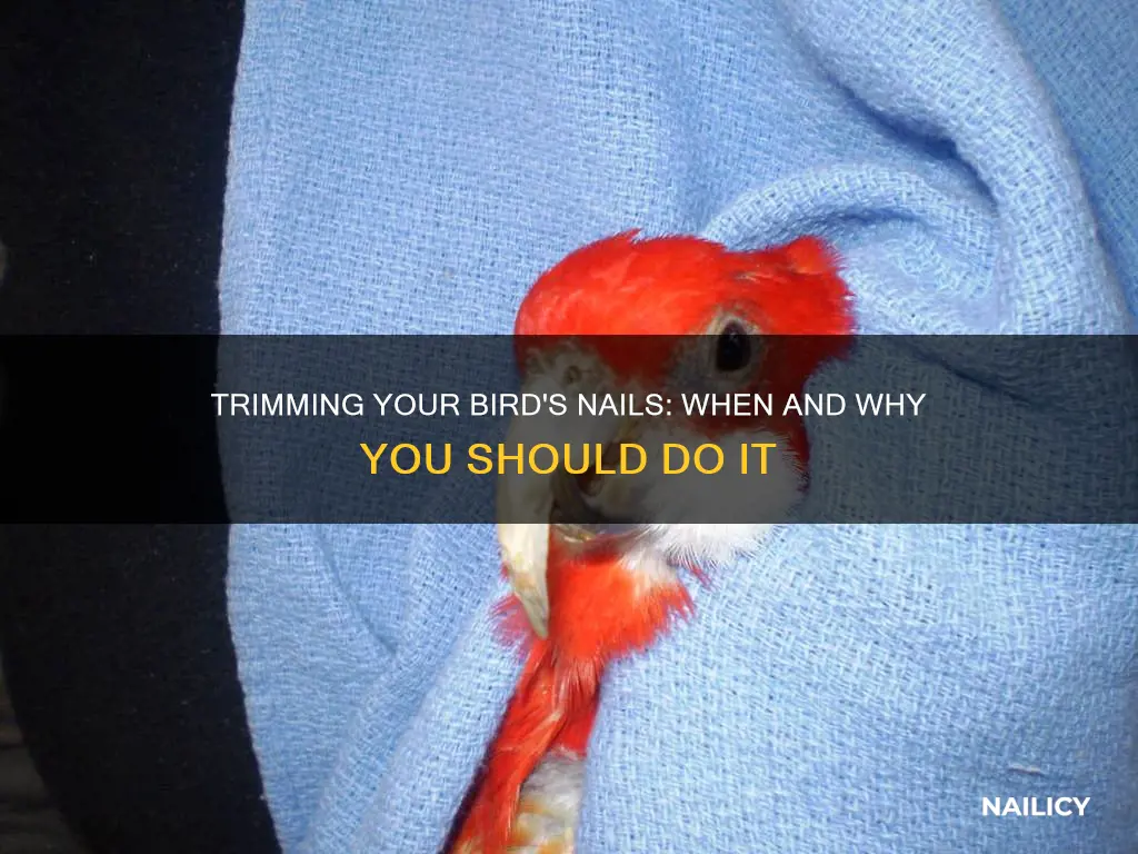 should i trim my birds nails