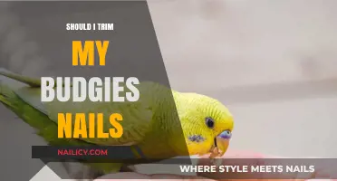 Trimming Your Budgie's Nails: When and Why You Should Do It