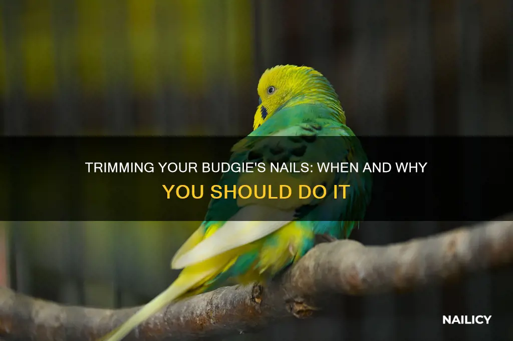 should i trim my budgies nails
