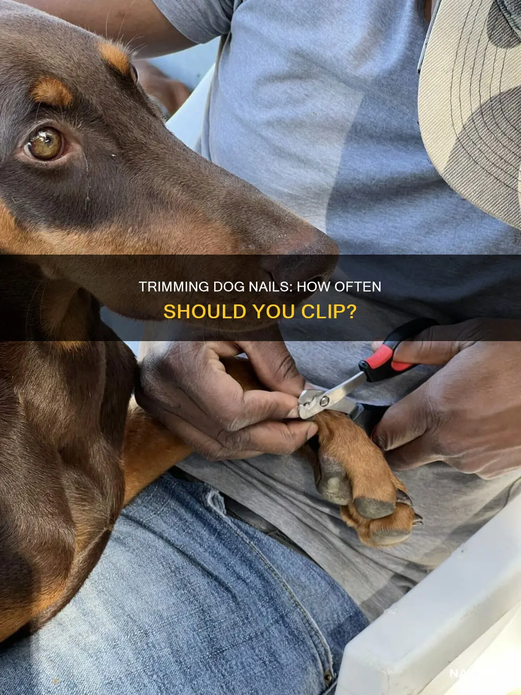 should i trim my dog
