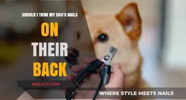 Trimming Your Dog's Nails: Back Nails Maintenance