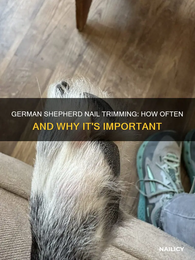 should i trim my german shepherds nails