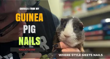 Trimming Guinea Pig Nails: The Why and How