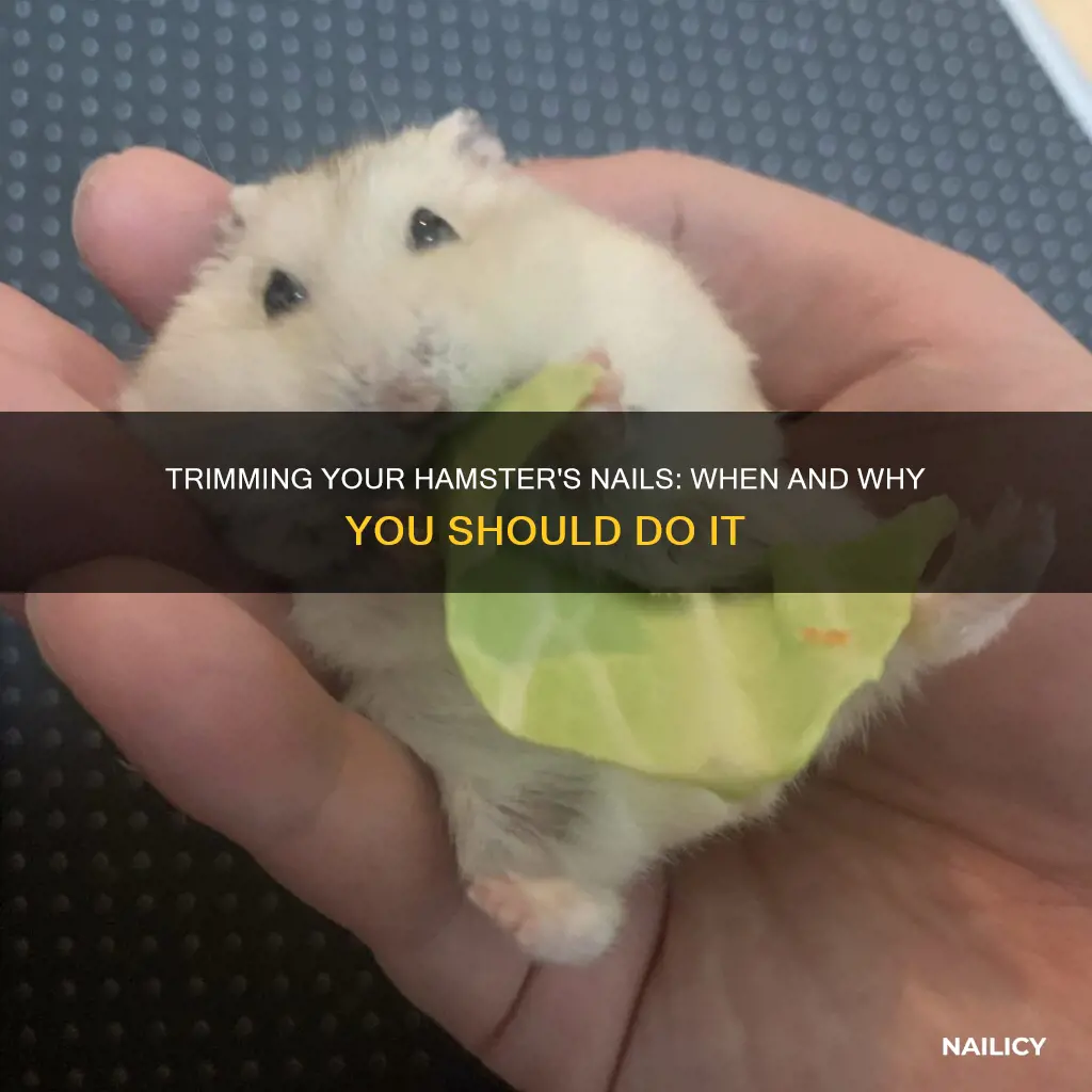 should i trim my hamsters nails