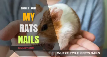 Trimming Your Rat's Nails: When and How to Do It