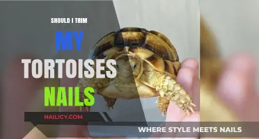 Tortoises and Trimming: How Short Should Nails Be?