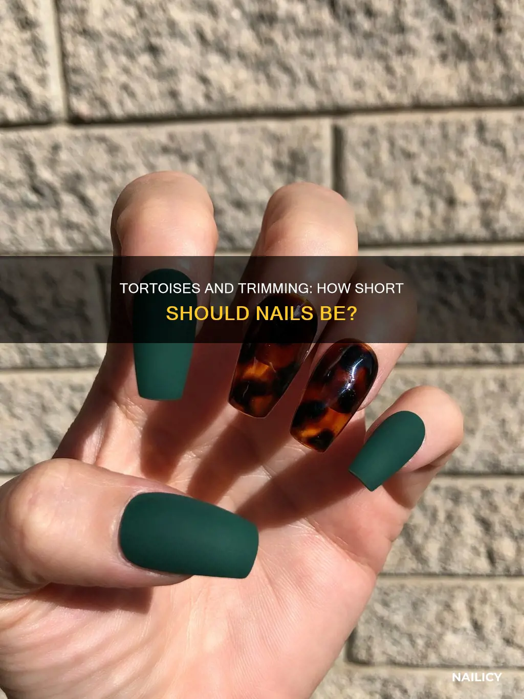 should i trim my tortoises nails