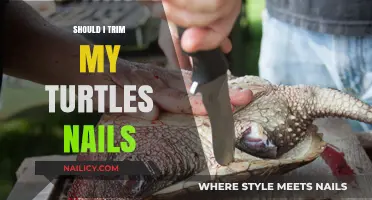 Trimming Turtle Nails: When and How to Do It Right