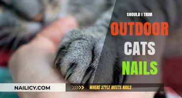 Outdoor Cats and Nail Trimming: Necessary or Not?