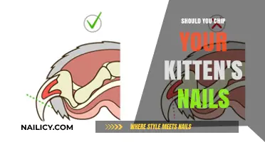 Should You Chip Your Kitten's Nails? Pros, Cons, and Tips