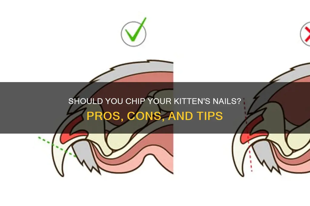 should you chip your kitten