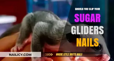 Should You Clip Your Sugar Glider's Nails? A Care Guide