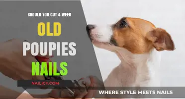Puppy Nails: When to Cut and How to Care